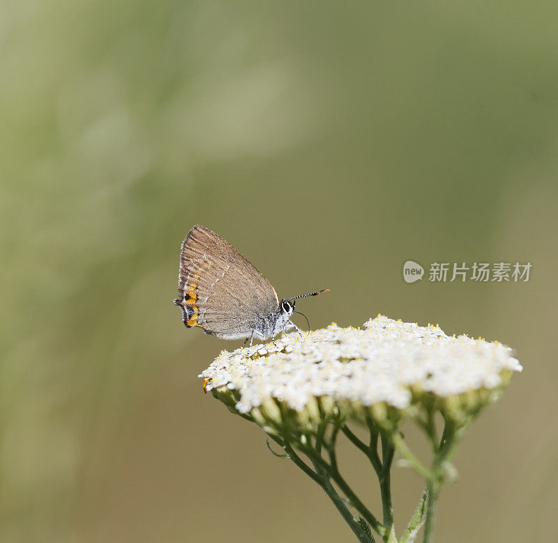 黑桫椤毛纹蝶(Satyrium acaciae)